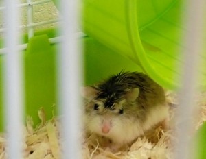 hamster